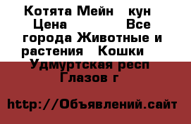 Котята Мейн - кун › Цена ­ 19 000 - Все города Животные и растения » Кошки   . Удмуртская респ.,Глазов г.